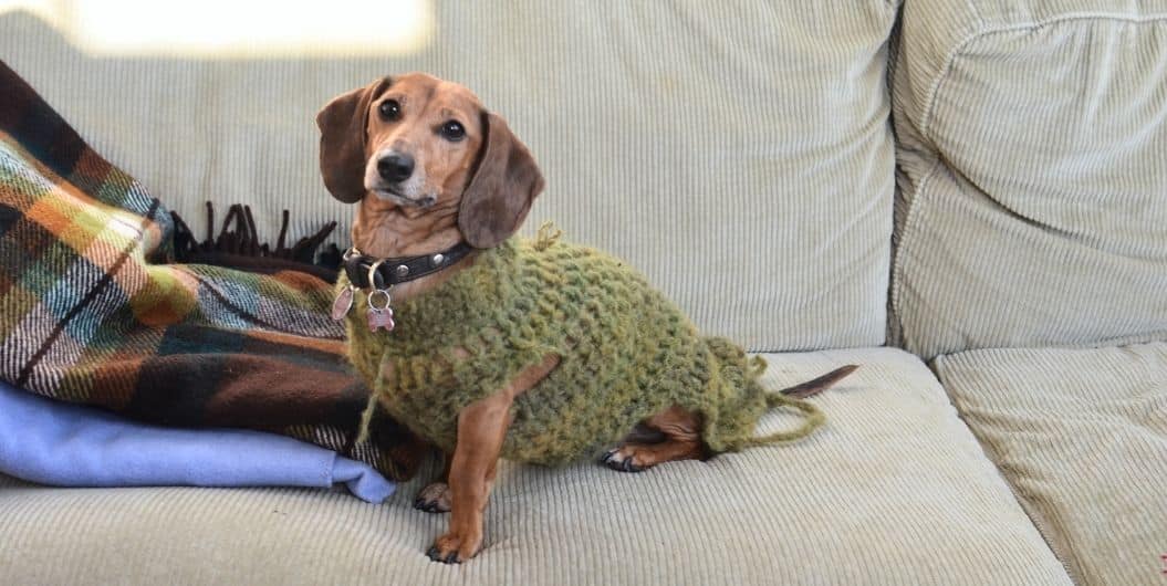 dog in a knitted clothing