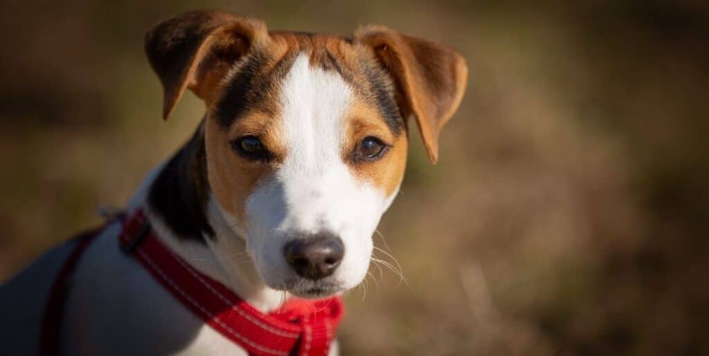 dog with red collar