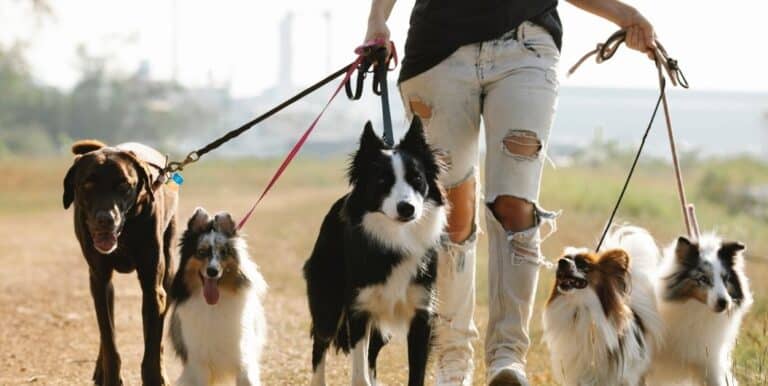 What are the Different Kinds of Dog Leashes?