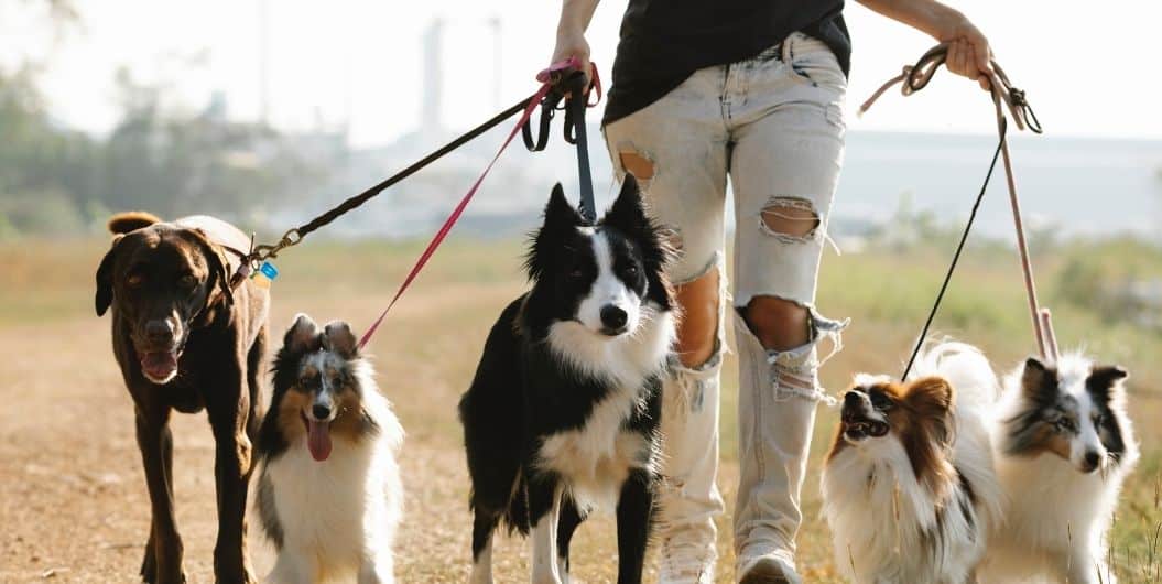 group of dogs on a leash