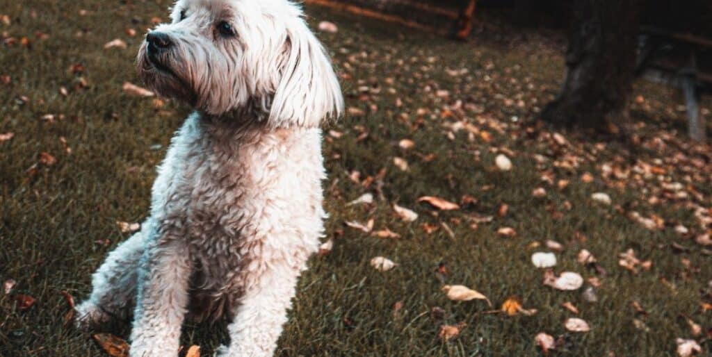 white dog in the park