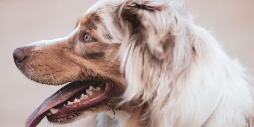 white dog with brown nose