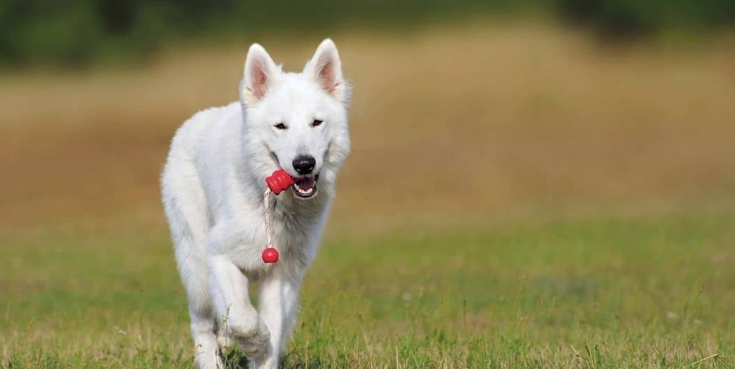 white dog