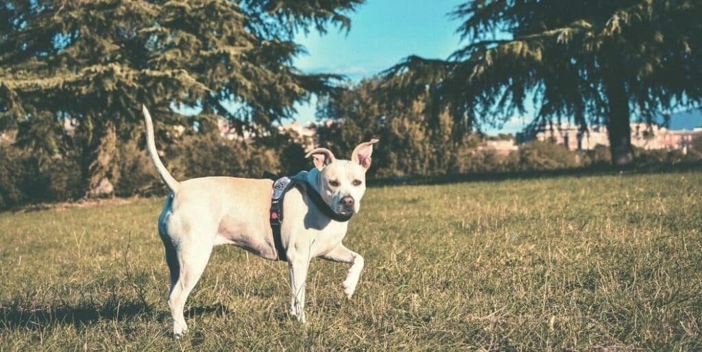 dog walking in the park