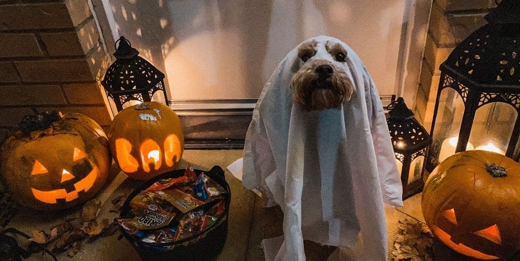 dog with ghost Halloween costume