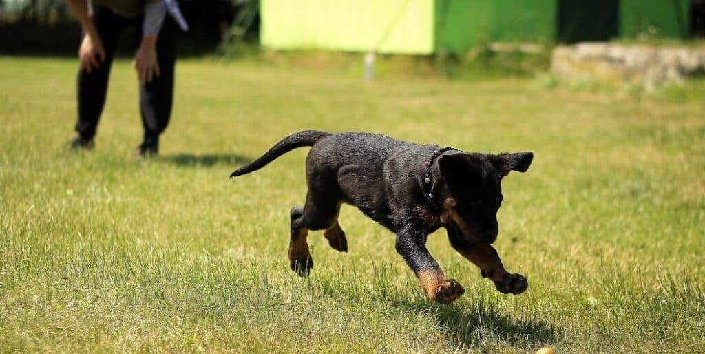 black puppy running