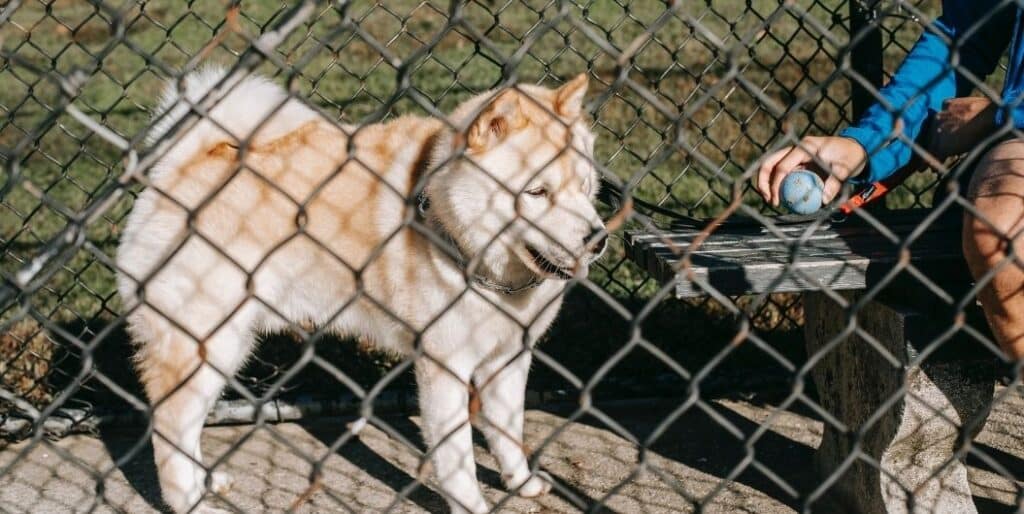 dog behind fence