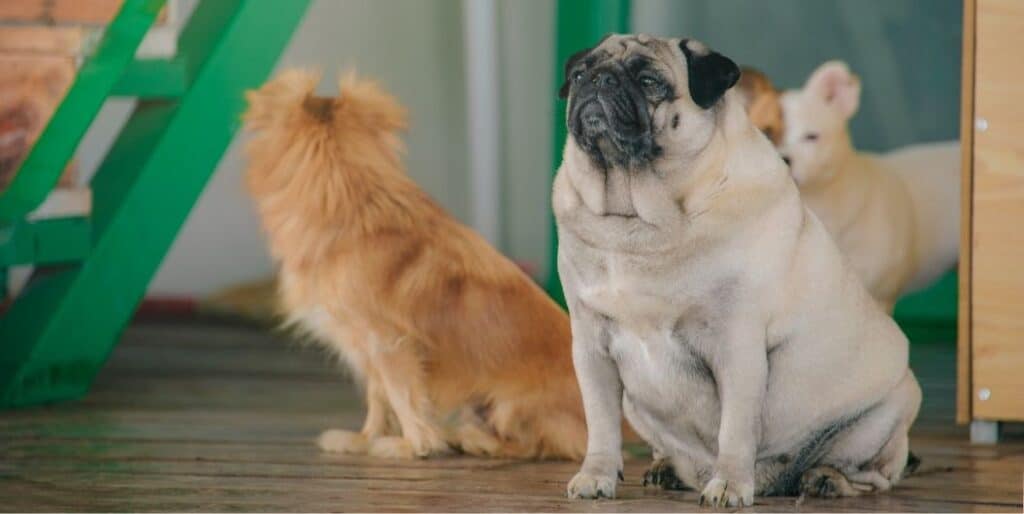 overweight pug