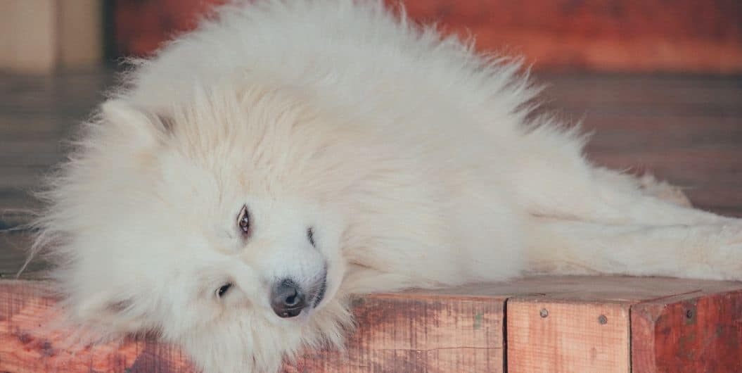 fluffy white dog