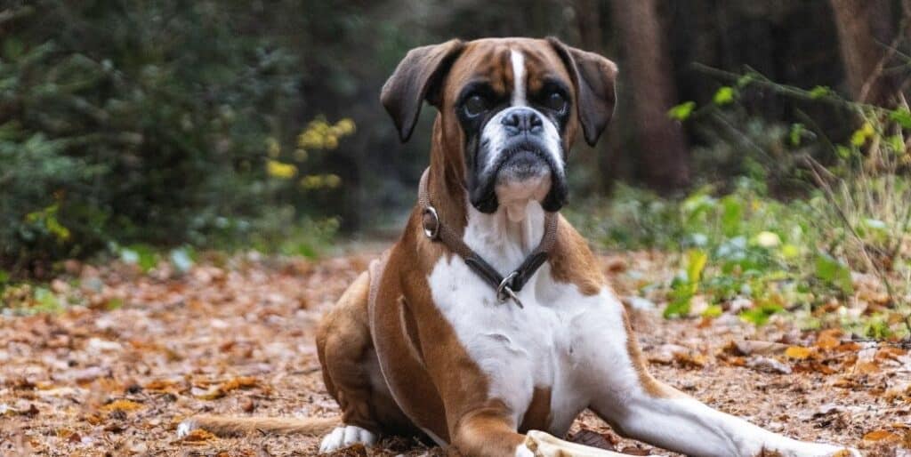 boxer dog