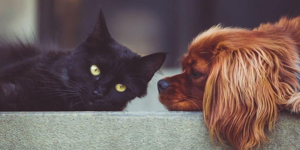 black cat and brown dog