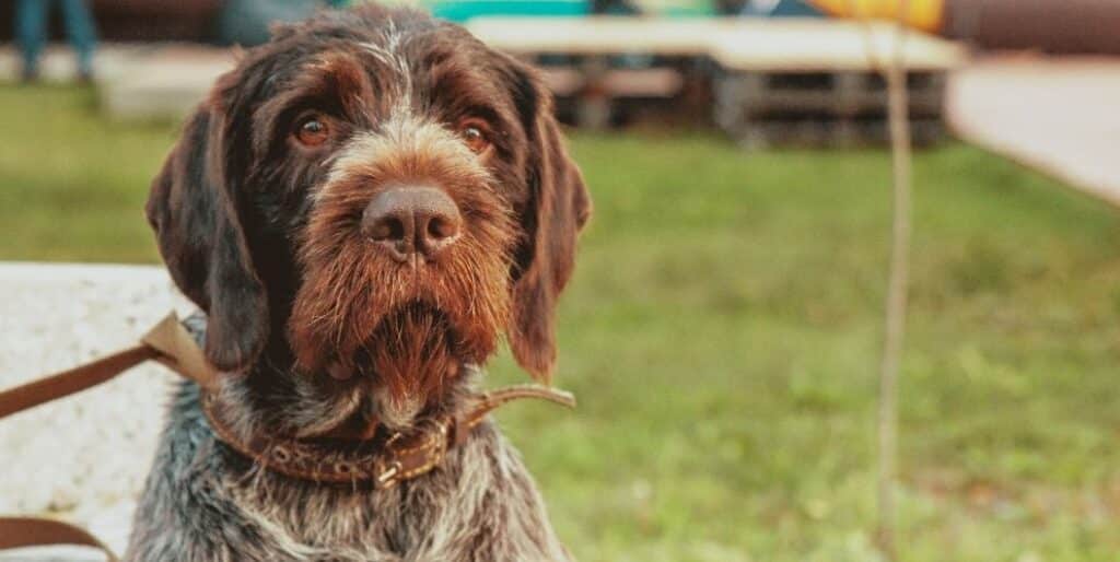 brown dog with leash