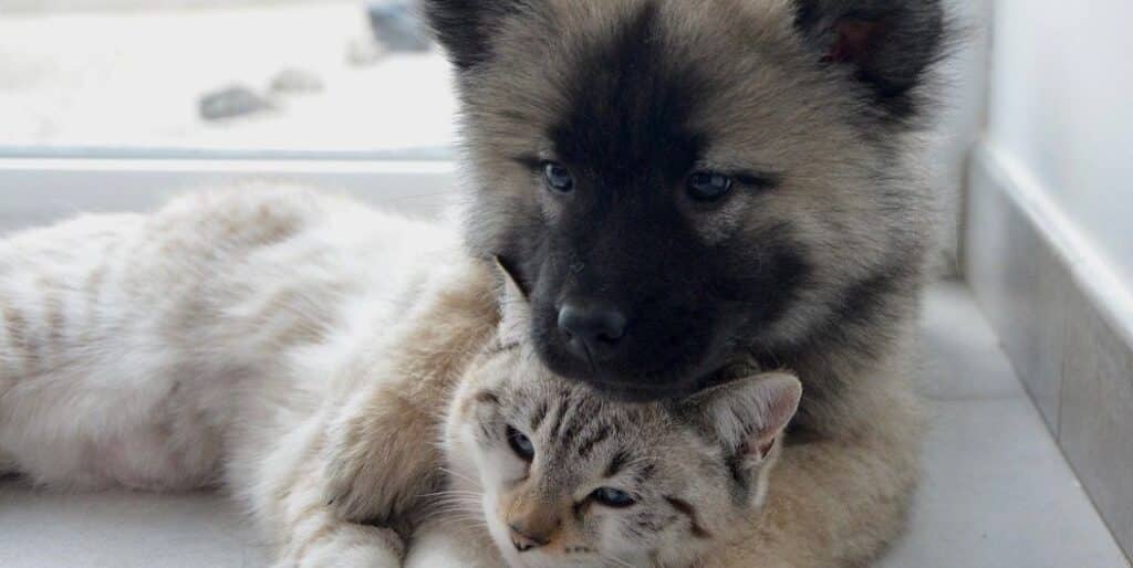 puppy and kitten