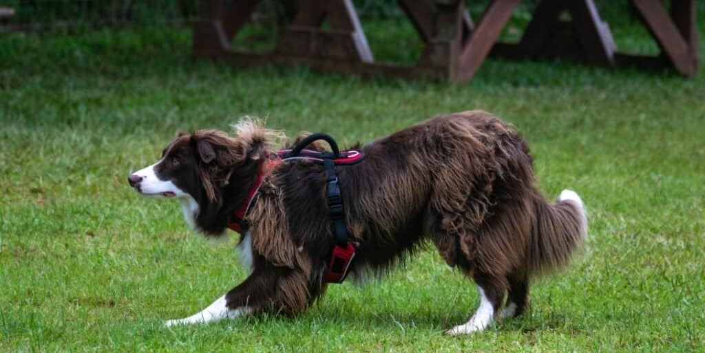 brown sheepdog