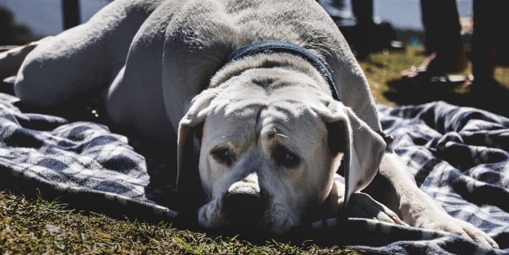 dog laying down on a blanket