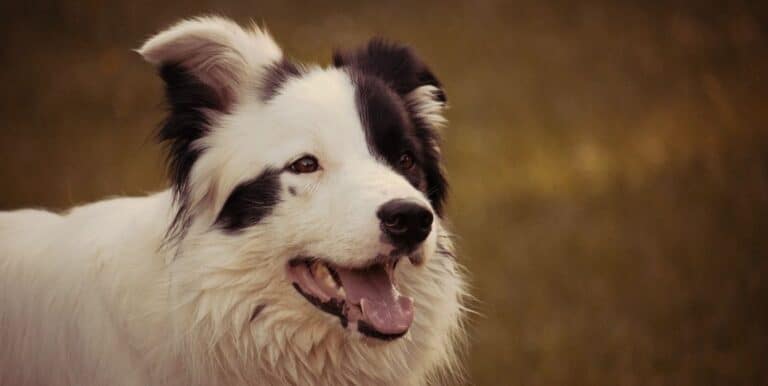 What is a Sheepdog?