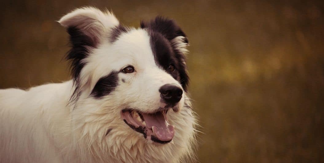 sheep herding dogs breeds