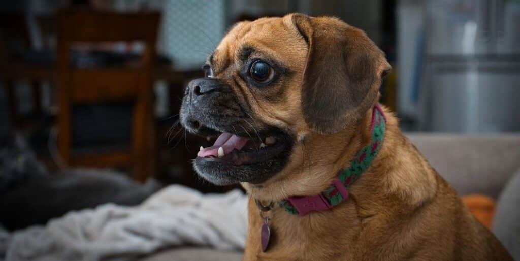 brown puggle