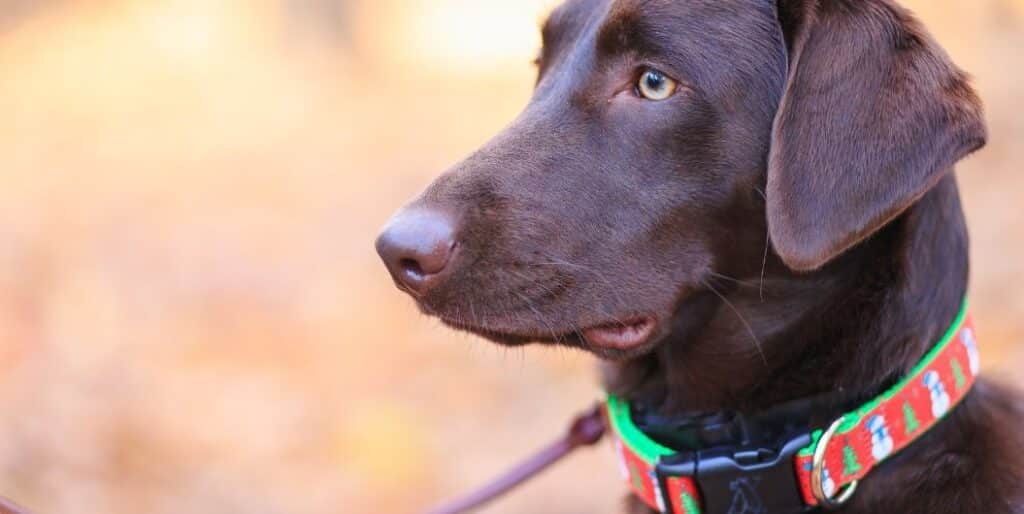 brown dog with collar