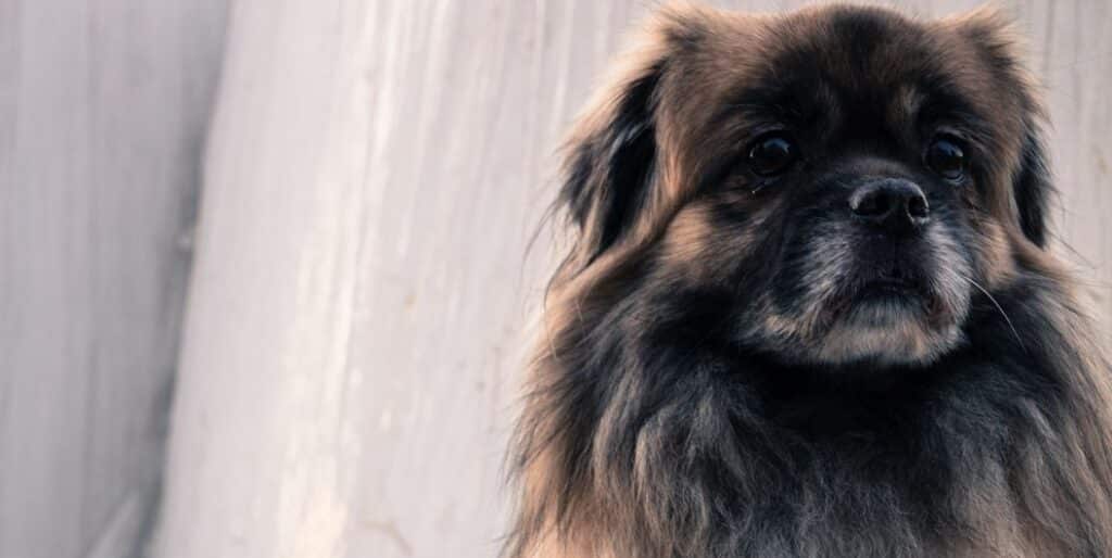 What is Dog Boarding?