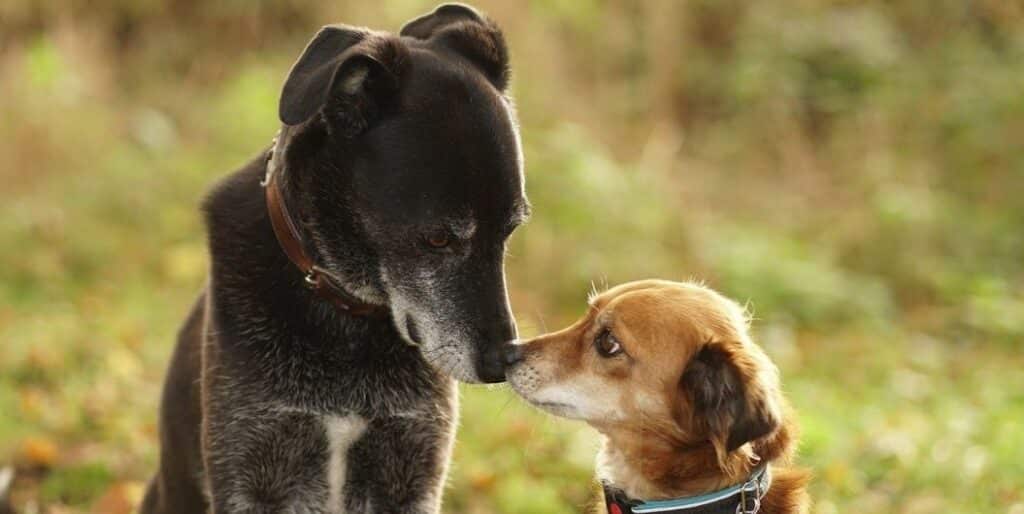 two dogs with collars