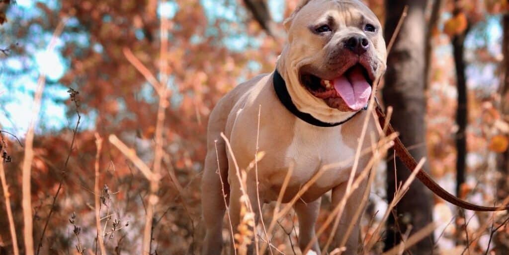 brown dog in a field