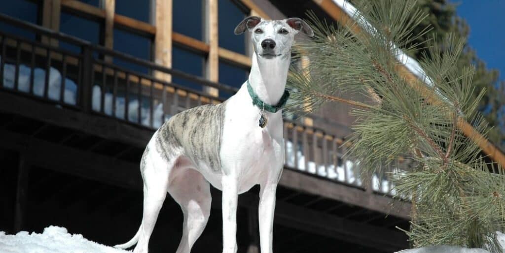 hunting dog with snow