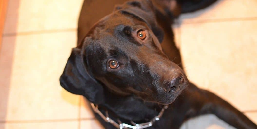 shiny brown dog