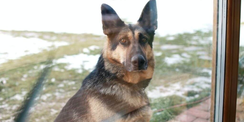 german shepherd