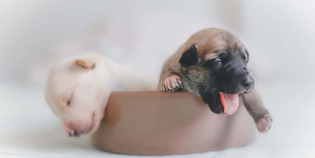 puppies in a dog bowl