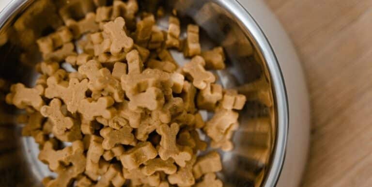 What Should I Consider When Buying Healthy Dog Food?