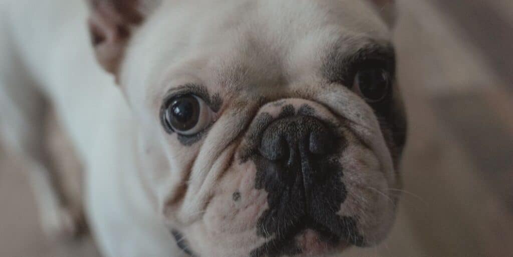 white french bulldog