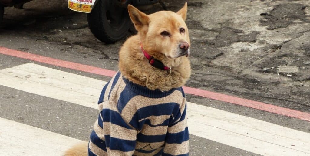 dog wearing a sweater