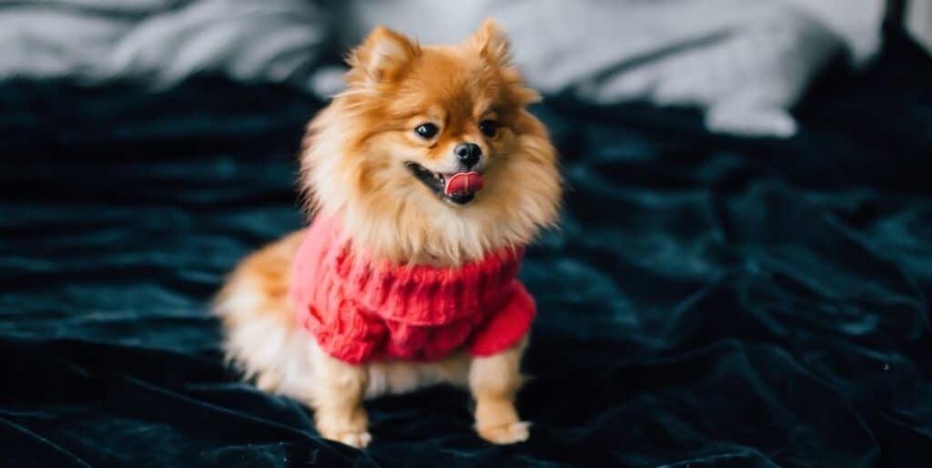 pomeranian dog wearing red sweater
