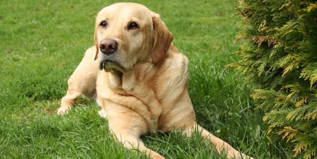 labrador retriever