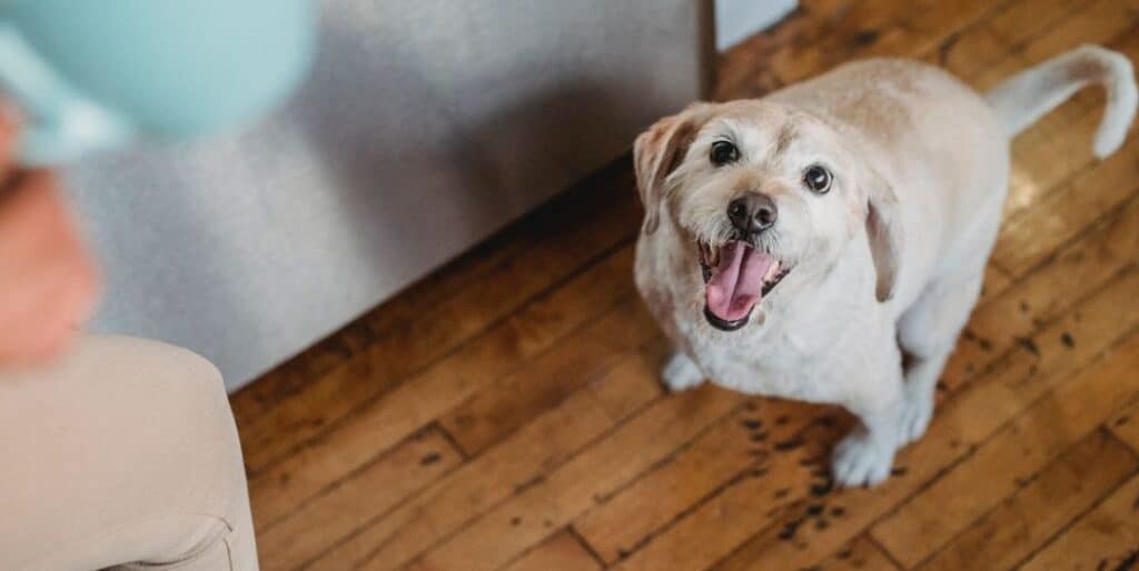 happy white dog