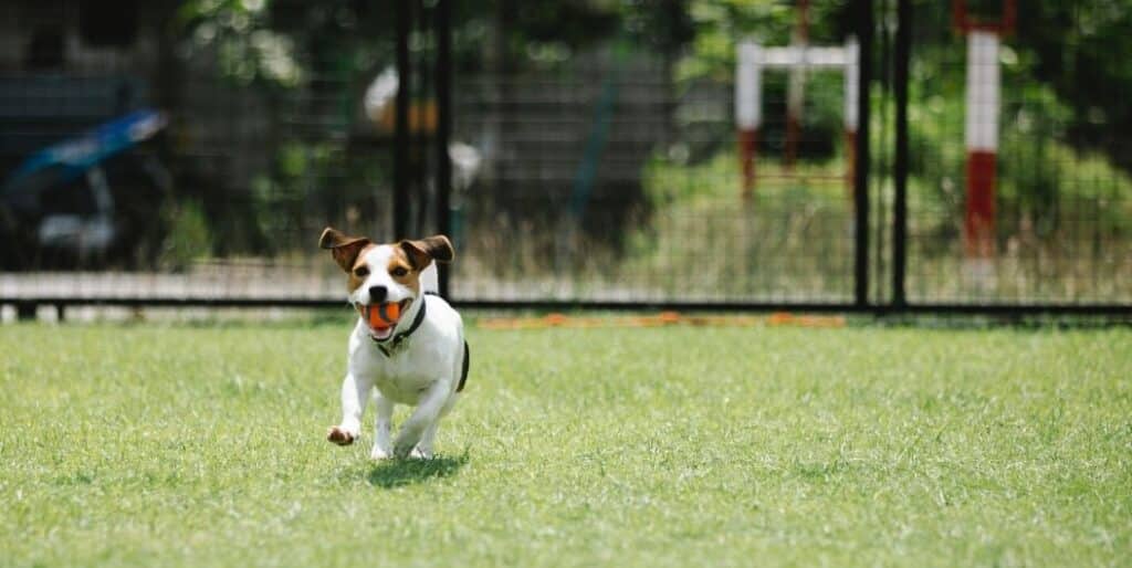 dog with ball running
