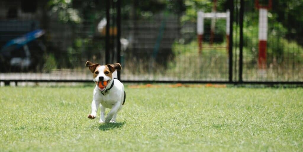 running dog