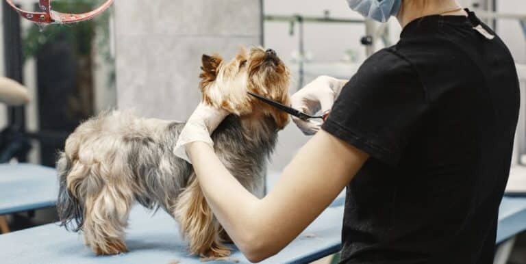 What Are the Best Tips for Grooming a Dog?