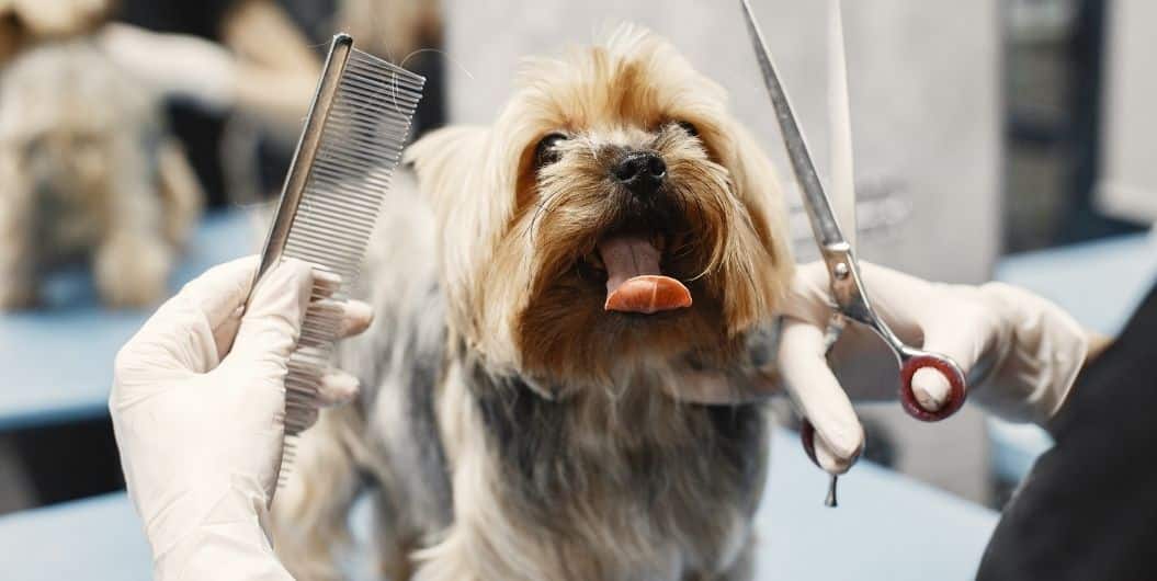 dog being groomed