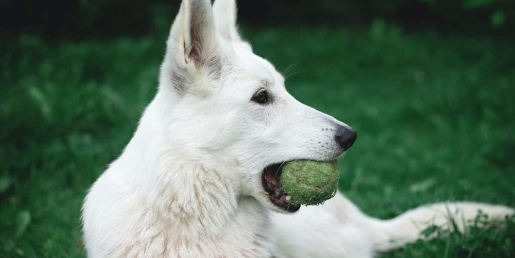white dog with a ball
