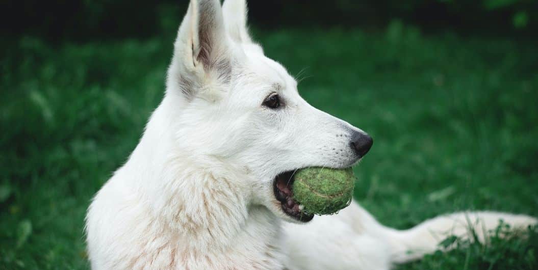 dog with ball in month
