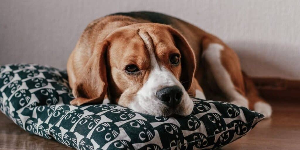 dog with head on a pillow