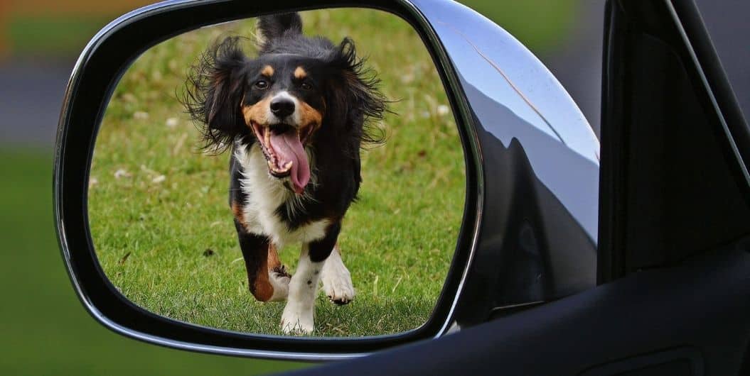 dog seen in rearview mirror