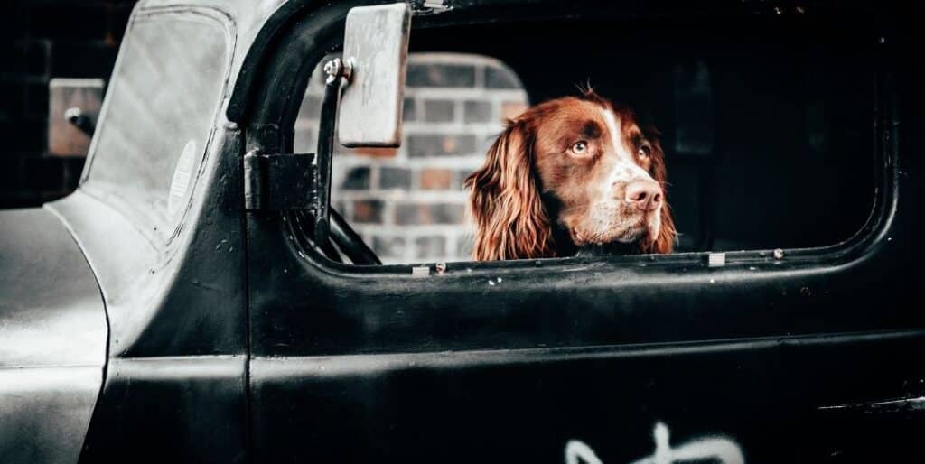 brown dog in a car