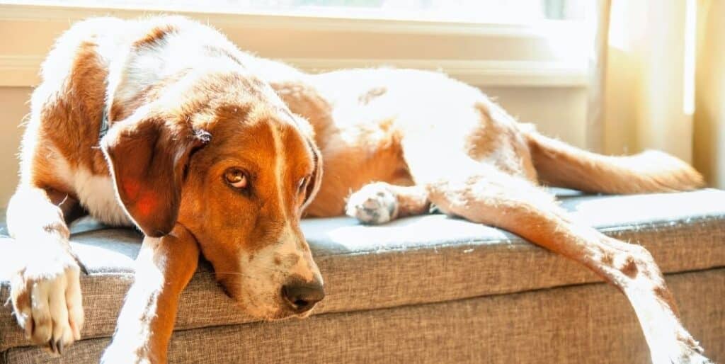 brown dog laying by the window