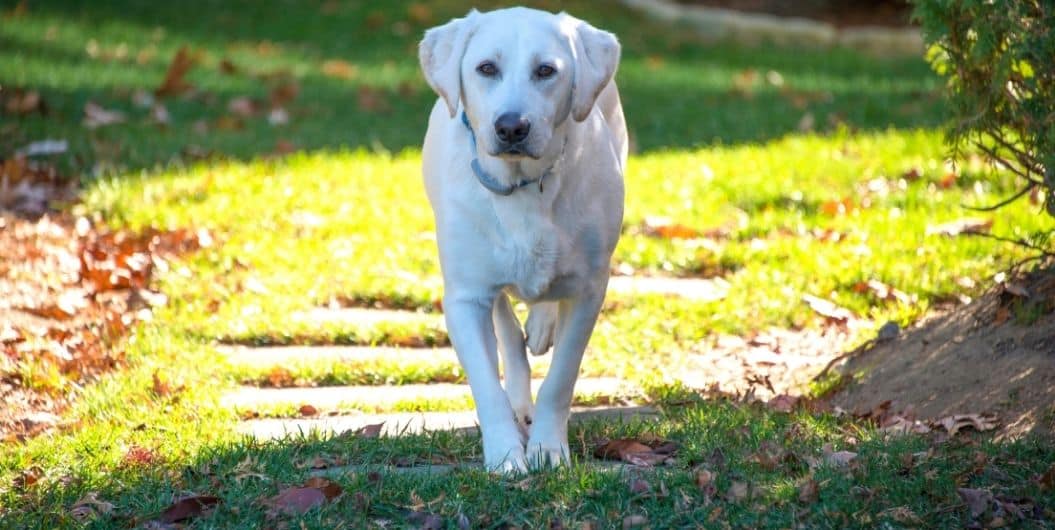 white labrador retriever