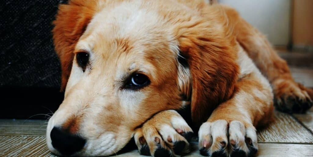 brown dog laying on its paws