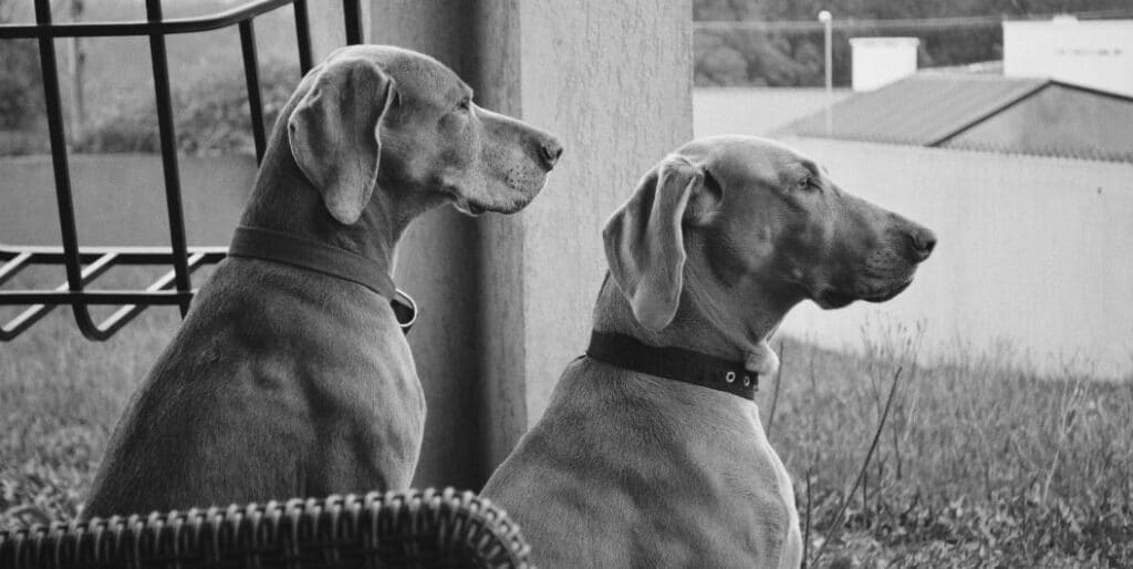 two police dogs