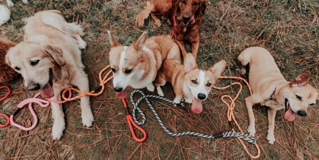 group of dogs on a leash